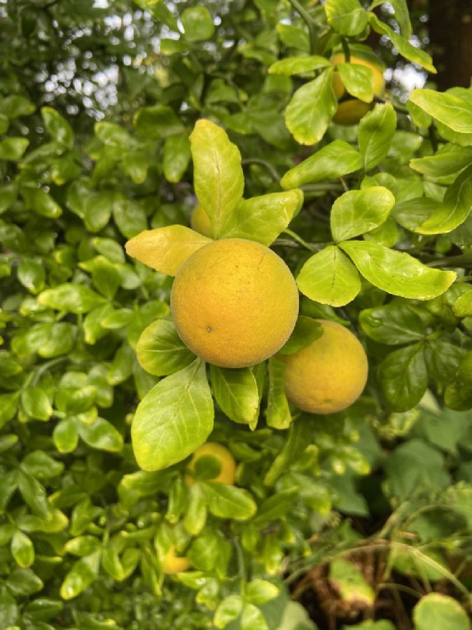 Rutaceae Poncirus trifoliata