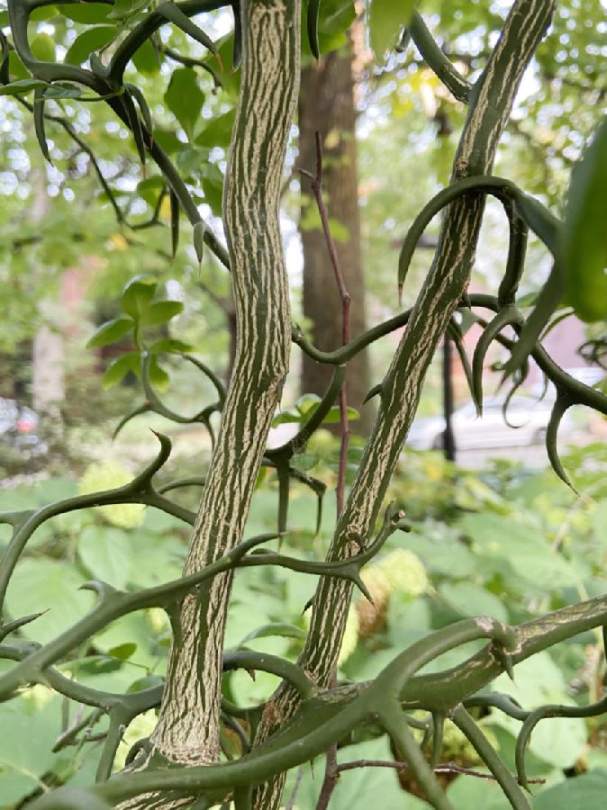 Rutaceae Poncirus trifoliata