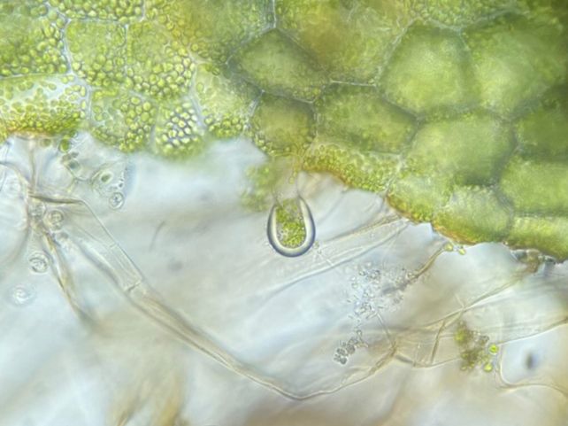 Dryopteridaceae Dryopteris intermedia