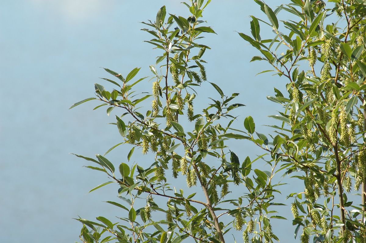 Salicaceae Salix 