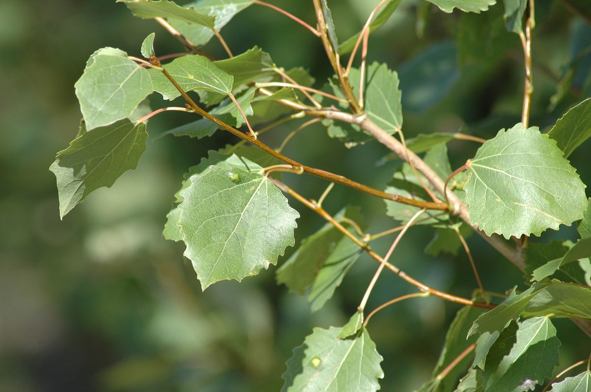 Salicaceae Populus tremula