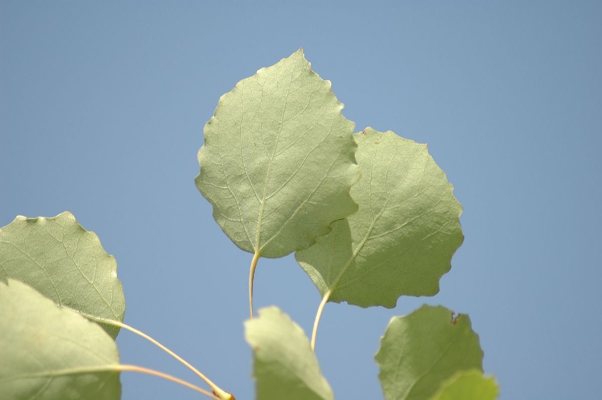 Salicaceae Populus tremula