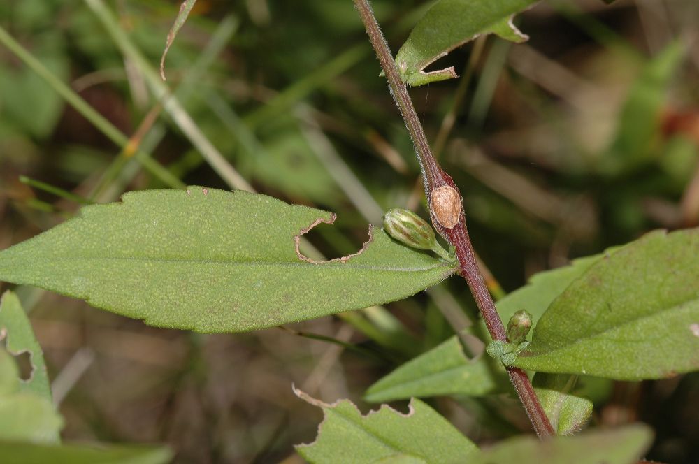 Asteraceae Aster lateriflorus