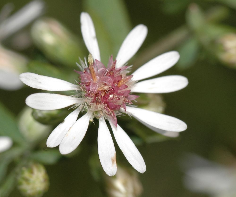 Asteraceae Aster lateriflorus