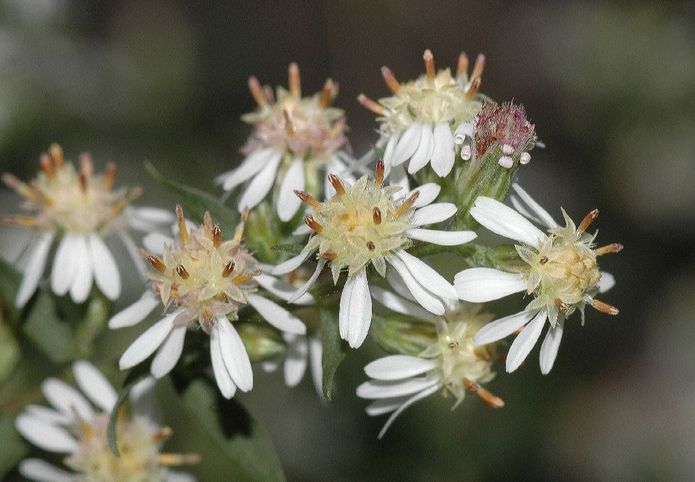 Asteraceae Aster lateriflorus