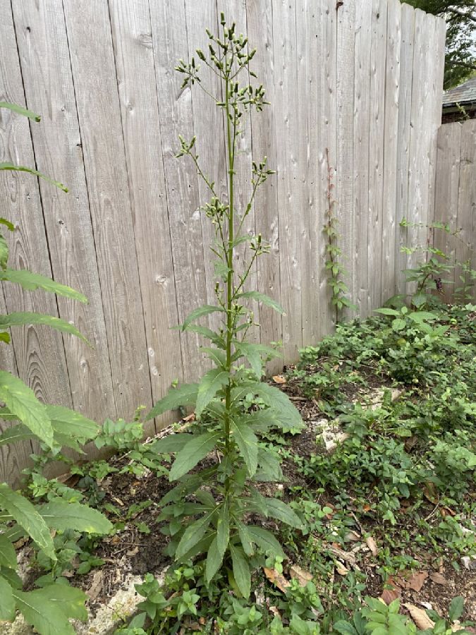 Asteraceae Erechtites hieracifolium