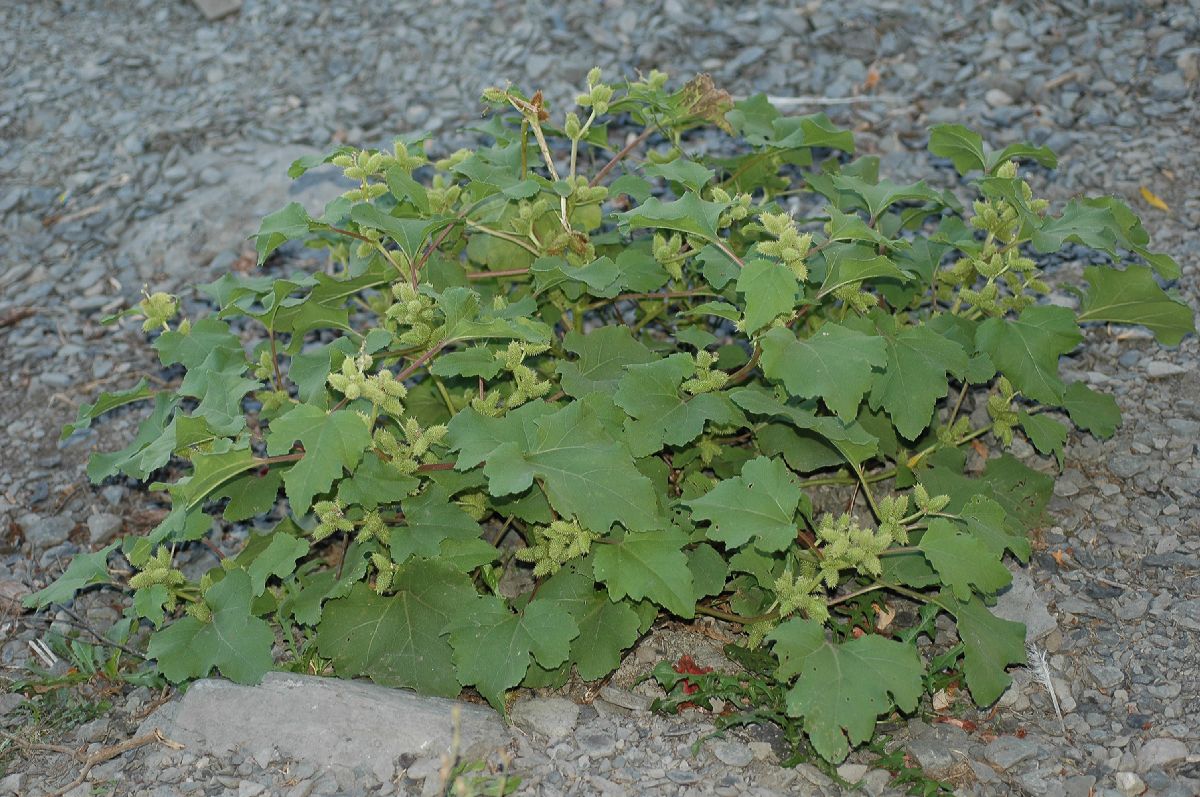 Asteraceae Xanthium strumarium