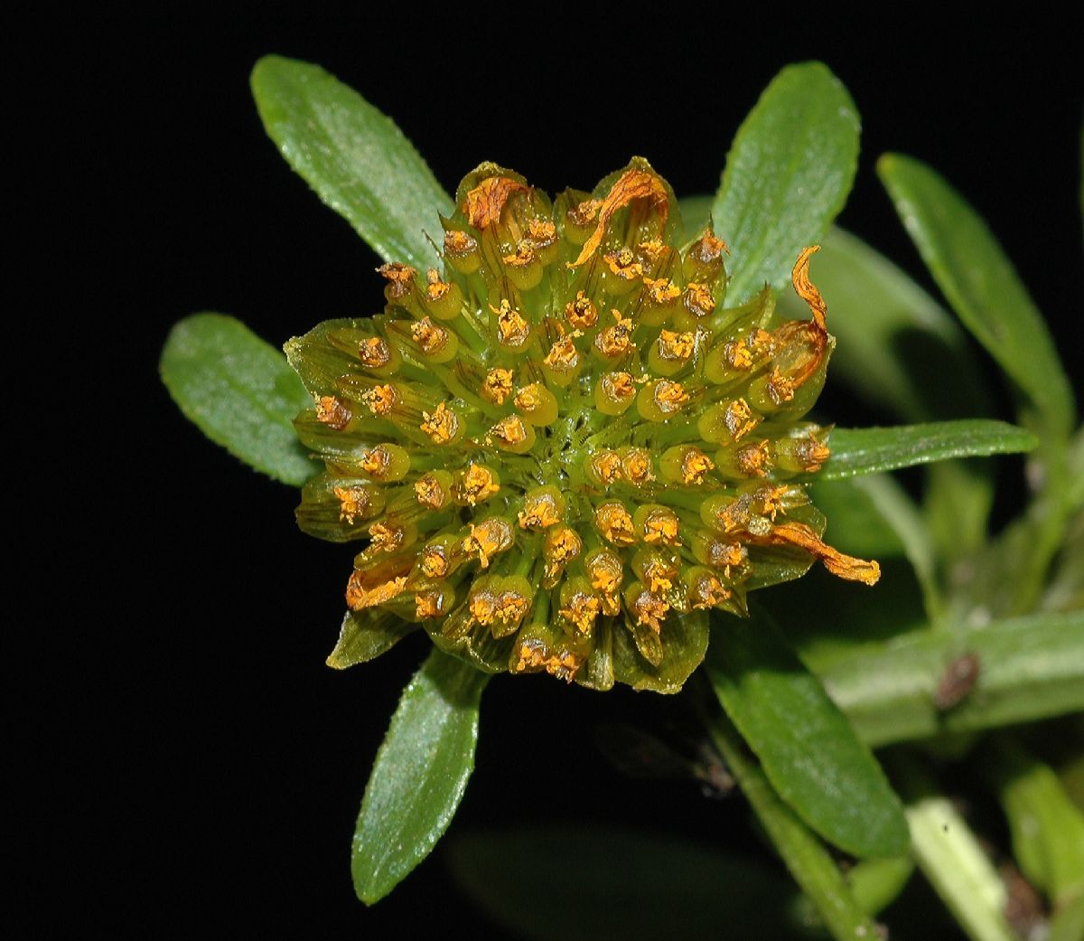 Asteraceae Bidens cernua