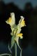 image of Linaria vulgaris