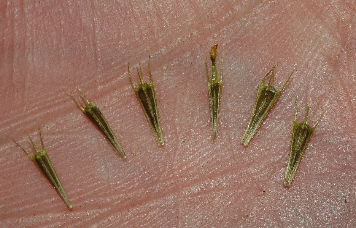 Asteraceae Bidens cernua