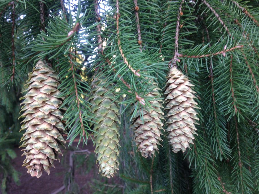 Pinaceae Picea abies