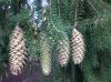 image of Picea abies