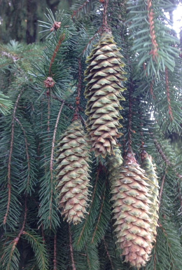 Pinaceae Picea abies