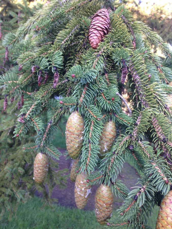 Pinaceae Picea torano