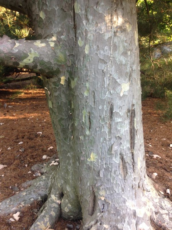 Pinaceae Pinus bungeana