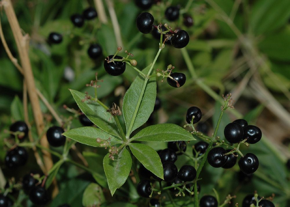 Rubiaceae Rubia tinctoria