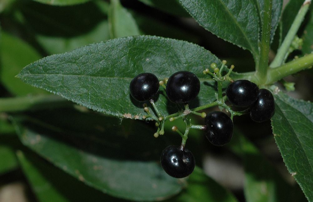 Rubiaceae Rubia tinctoria