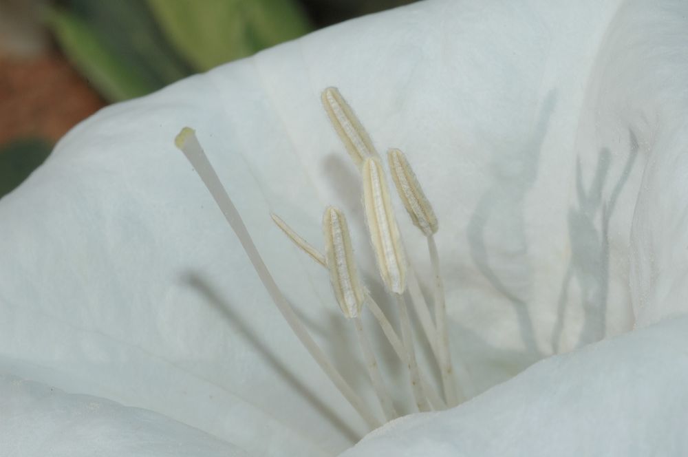 Solanaceae Datura 