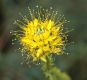 image of Cleome lutea