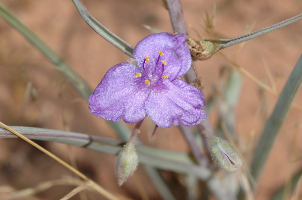 Commelinaceae Tradescantia occidentalis