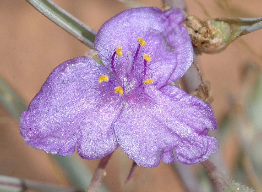 Commelinaceae Tradescantia occidentalis
