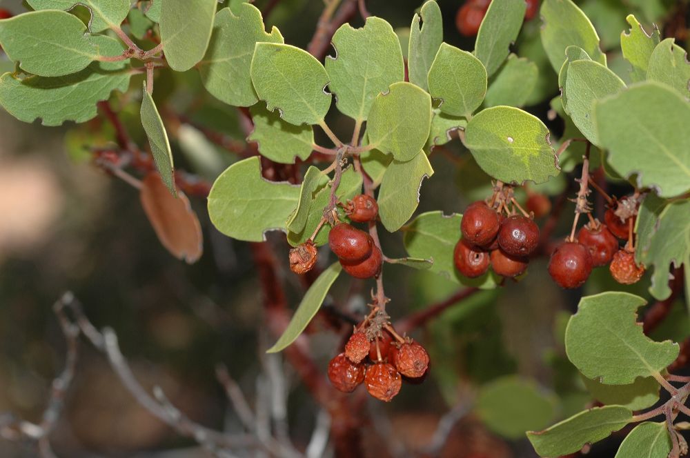 Ericaceae Arctostaphylos 