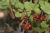 image of Arctostaphylos 