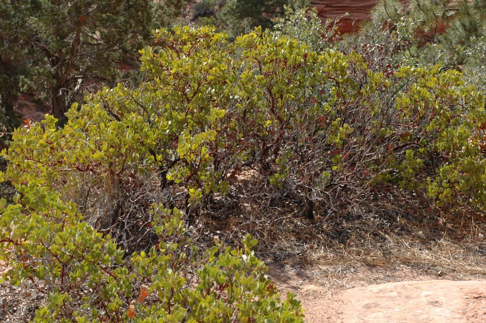 Ericaceae Arctostaphylos 