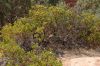 image of Arctostaphylos 