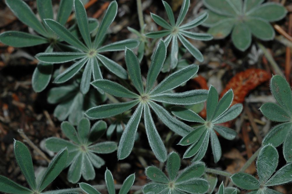 Fabaceae Lupinus 