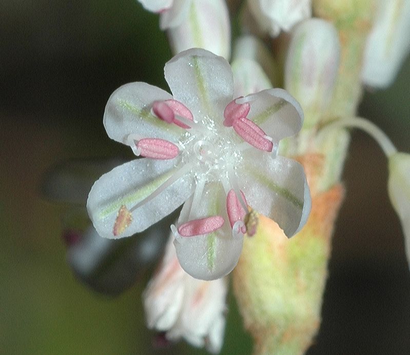 Polygonaceae Eriogonum racemosum