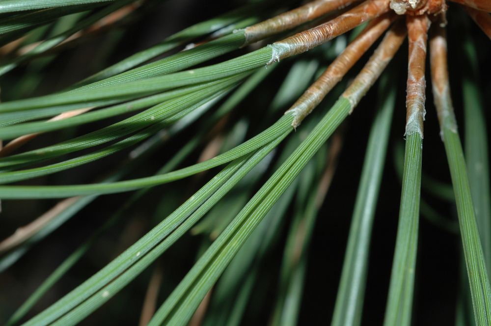 Pinaceae Pinus ponderosa