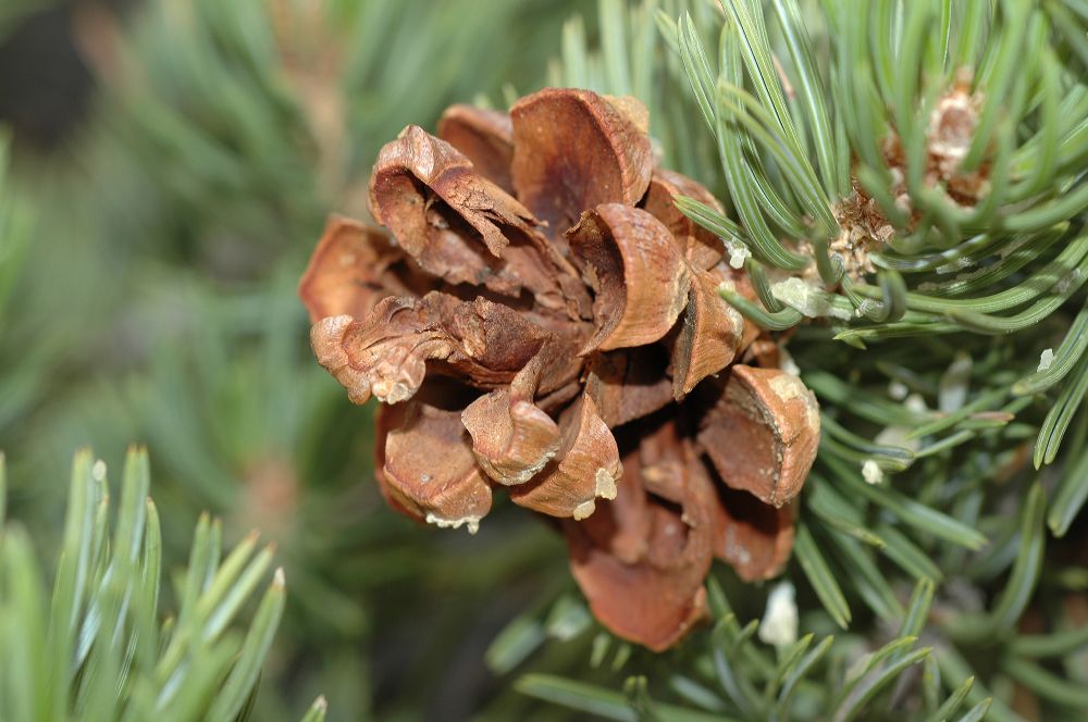 Pinaceae Pinus edulis