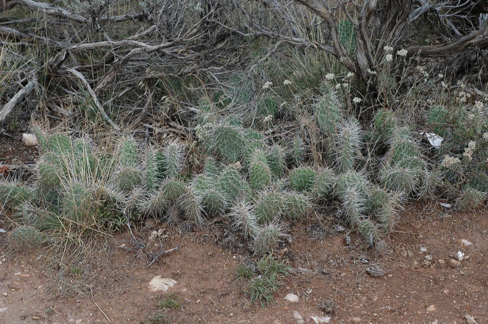 Cactaceae Opuntia 