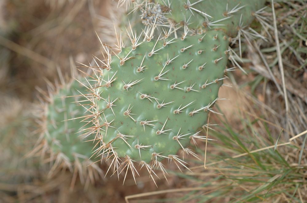 Cactaceae Opuntia 