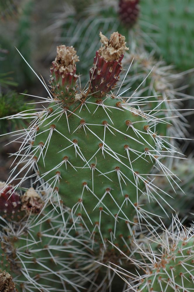 Cactaceae Opuntia 