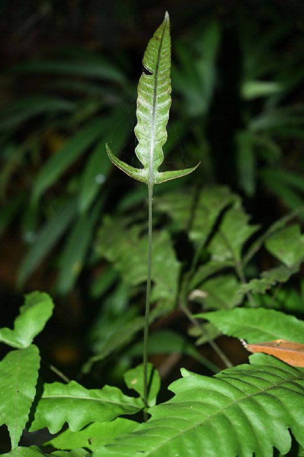 Lomariopsidaceae Bolbitis 