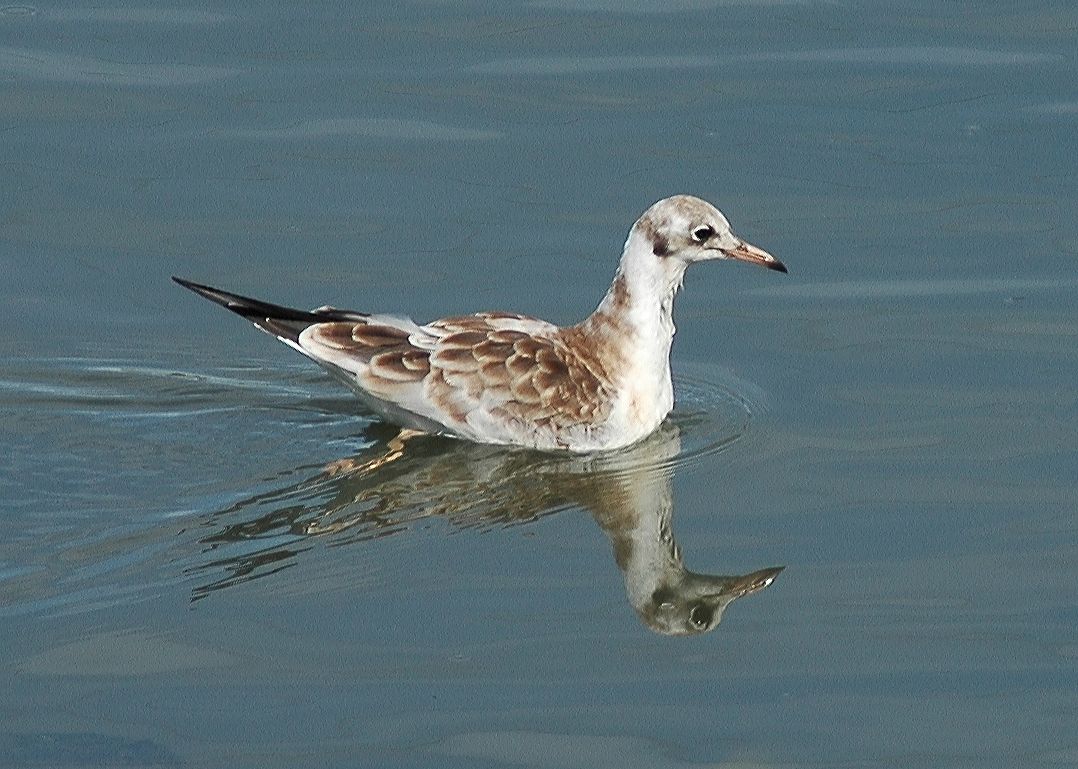 Laridae Larus ridibundus