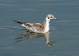 image of Larus ridibundus