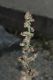 image of Artemisia vulgaris