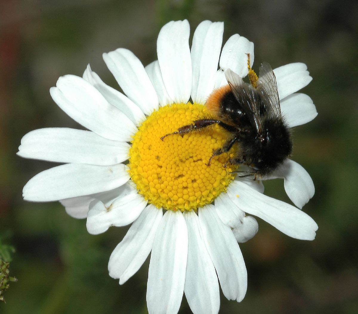 Asteraceae Matricaria inodora