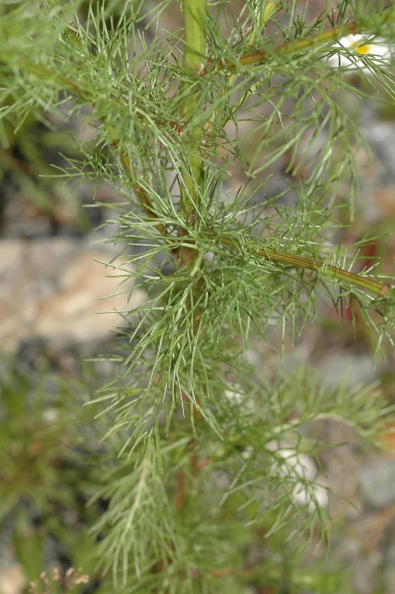 Asteraceae Matricaria inodora