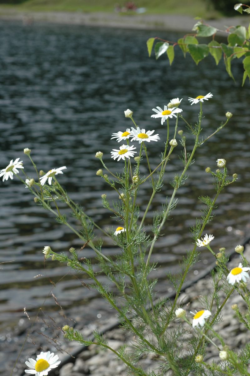 Asteraceae Matricaria inodora