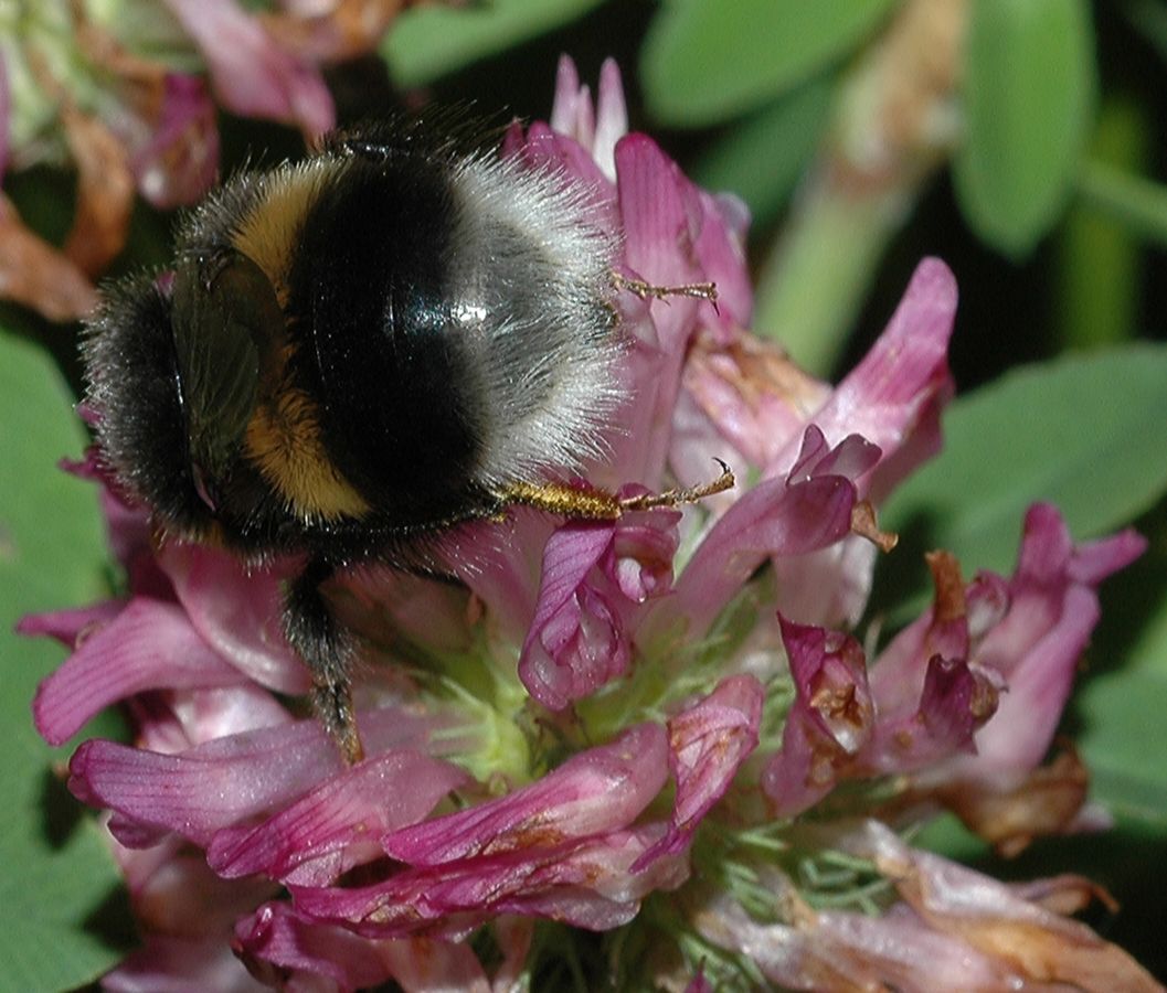 Fabaceae Trifolium 