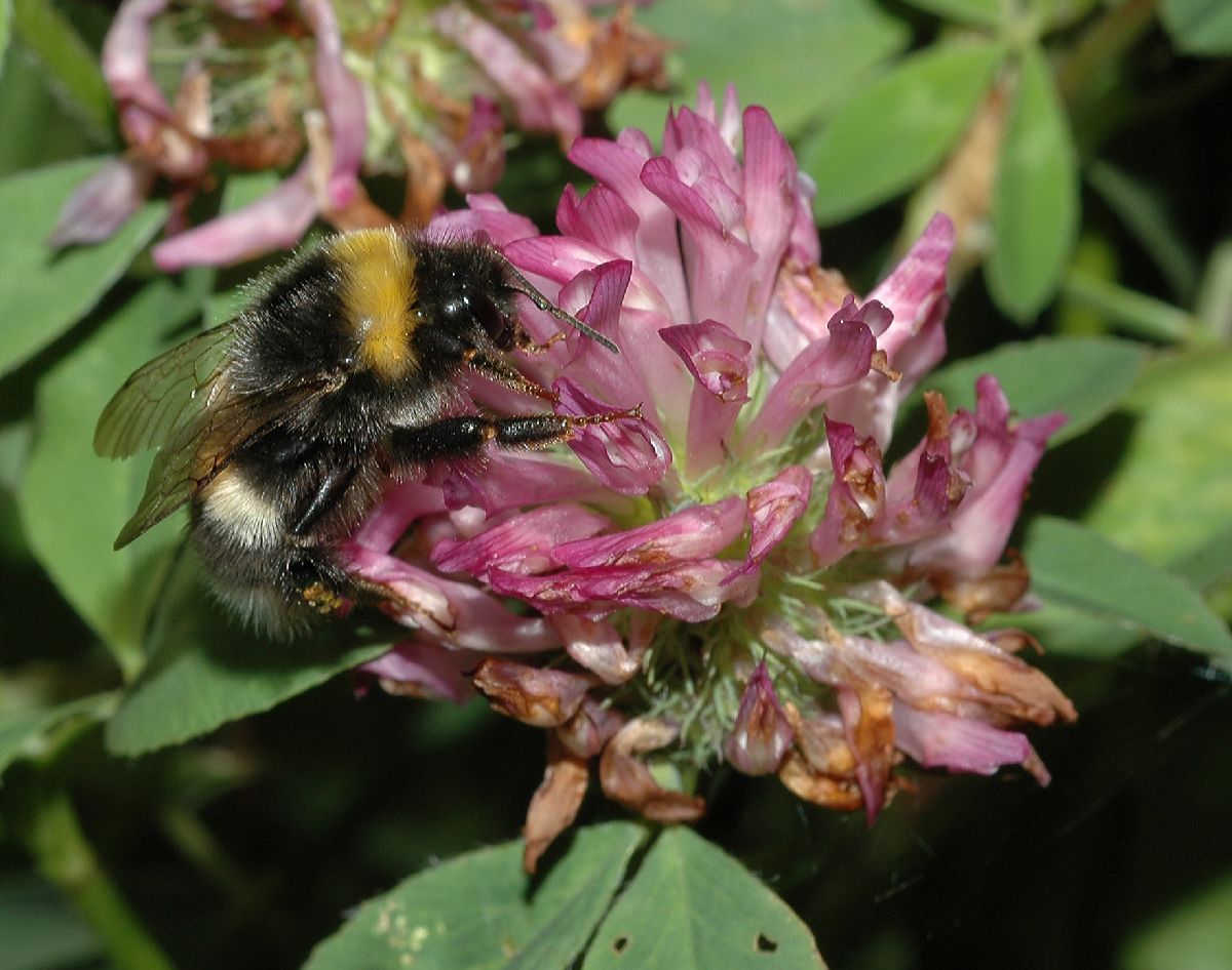 Fabaceae Trifolium 