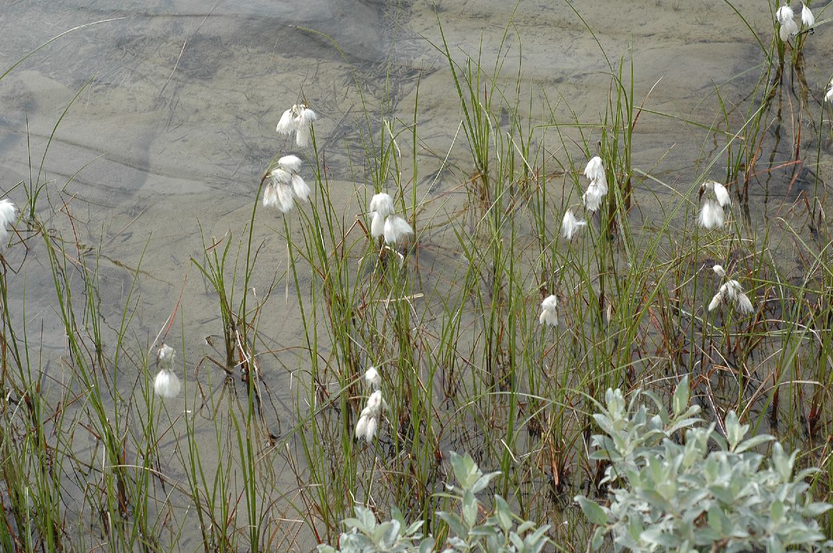 Cyperaceae Eriophorum 