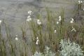 image of Eriophorum 