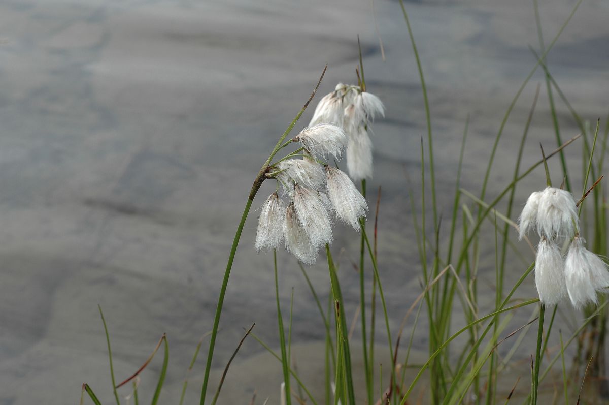 Cyperaceae Eriophorum 