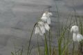 image of Eriophorum 