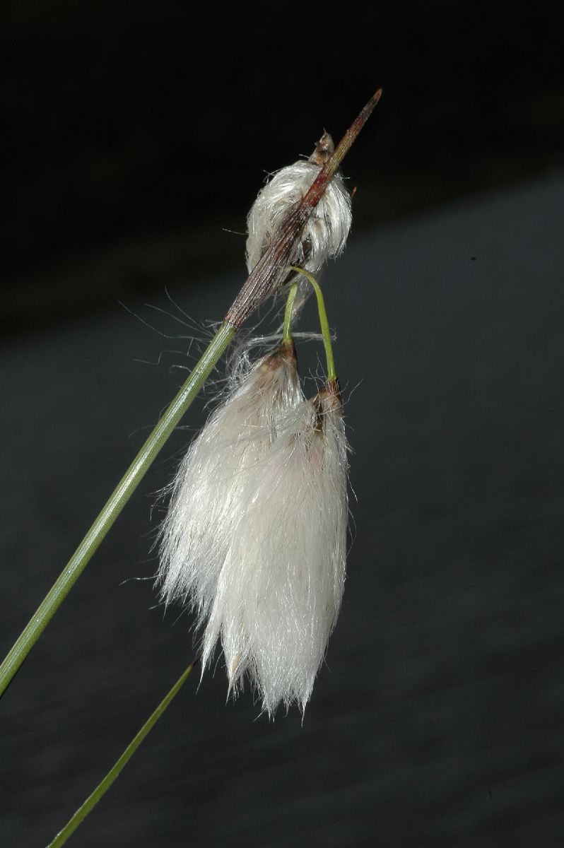 Cyperaceae Eriophorum 